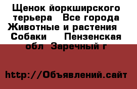 Щенок йоркширского терьера - Все города Животные и растения » Собаки   . Пензенская обл.,Заречный г.